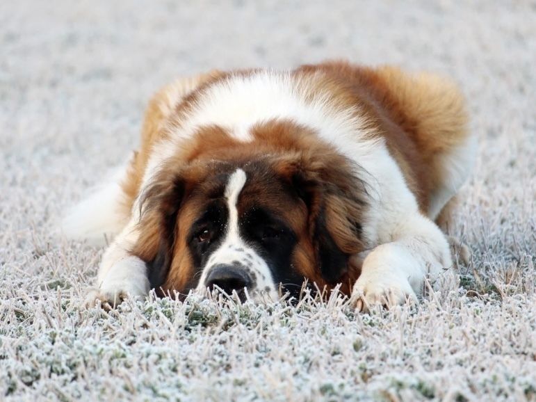 超大型犬／ホテル（6,500円(税込)／24H）