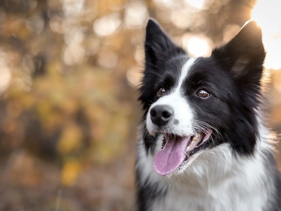中大型犬／ホテル（5,500円(税込)／24H）