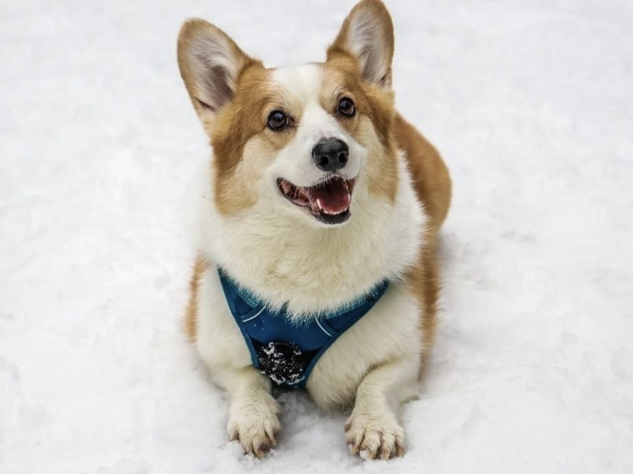 中型犬／ホテル（5,000円(税込)／24H）