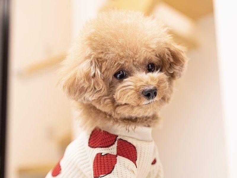 小型犬／ホテル（4,000円(税込)／24H）