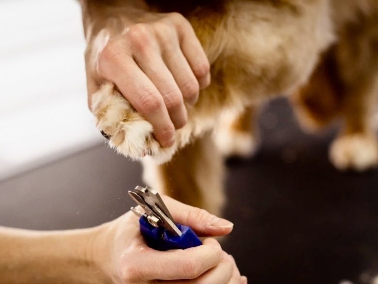 足裏爪切り、足回り、肛門腺しぼり、耳そうじ、尻カット（1点 660円(税込)）