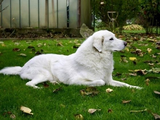 グレートピレニーズ／シャンプーコース（22,000円(税込)〜）