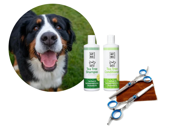 バーニーズマウンテンドッグ／カットコース（22,000円(税込)〜）