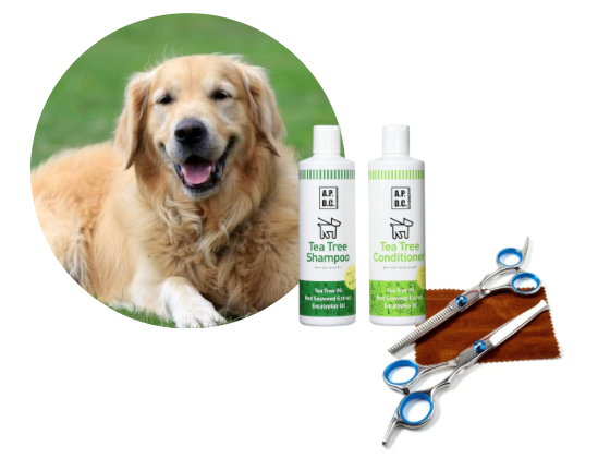 ゴールデンレトリバー／カットコース（16,500円(税込)〜）