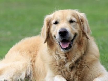 ゴールデンレトリバー／シャンプーコース（11,000円(税込)〜）