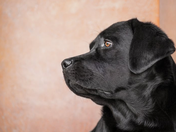 ラブラドールレトリバー／シャンプーコース（9,900円(税込)〜）