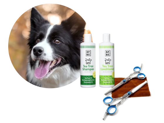 ボーダーコリー／カットコース（13,000円(税込)〜）