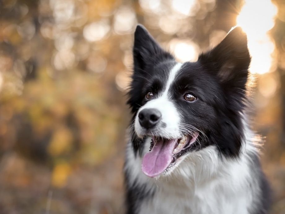 ボーダーコリー／シャンプーコース（9,500円(税込)〜）