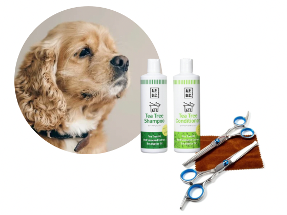 A・Eコッカー／カットコース（11,000円(税込)〜）