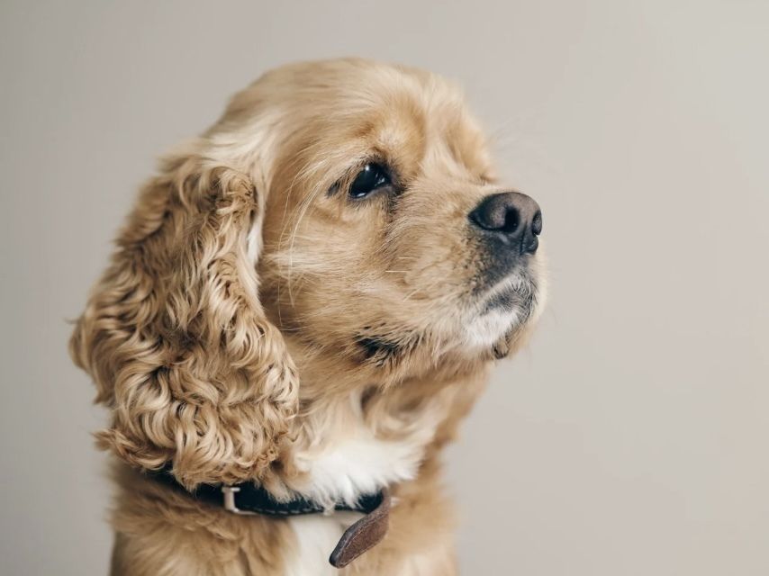 A・Eコッカー／シャンプーコース（7,700円(税込)〜）