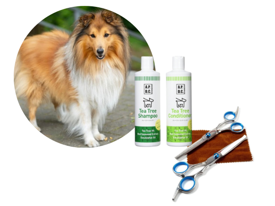 シェルティー／カットコース（10,200円(税込)〜）