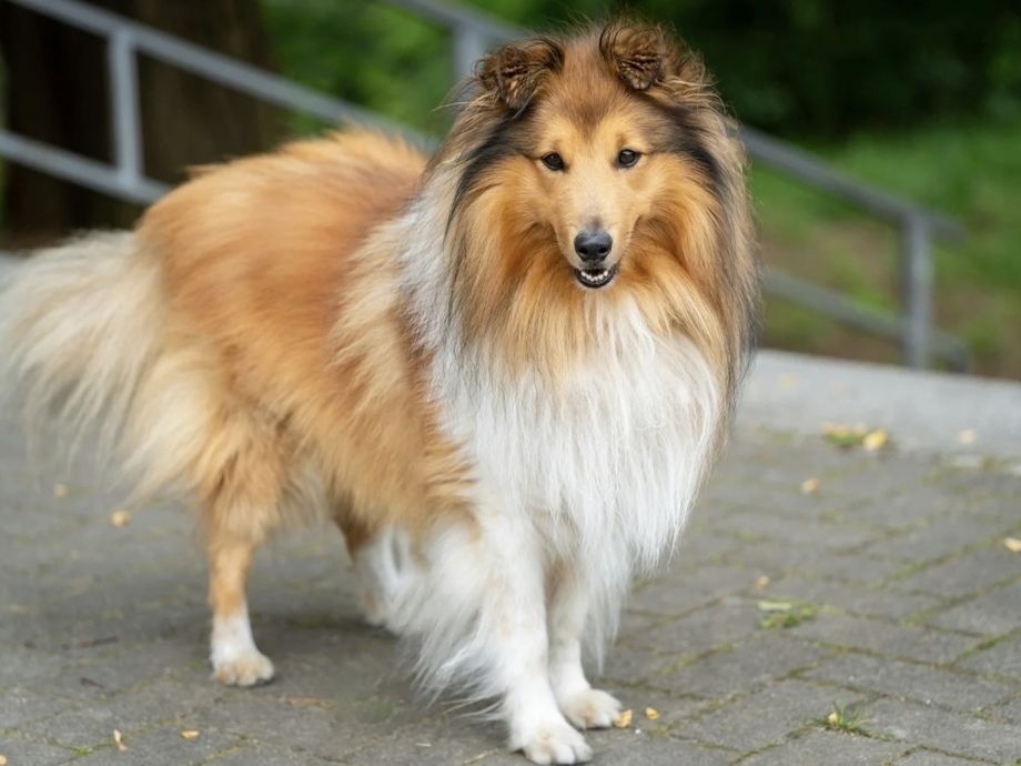 シェルティー／シャンプーコース（7,700円(税込)〜）