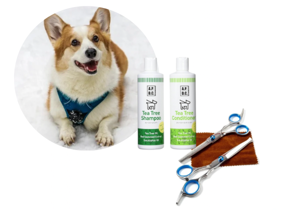 ウェルシュコーギー／カットコース（9,700円(税込)〜）