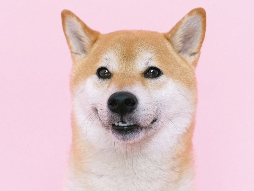 柴犬／シャンプーコース（7,300円(税込)〜）