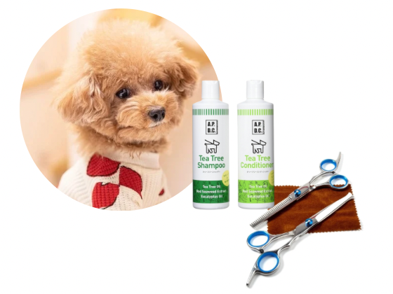 トイプードル／カットコース（9,200円(税込)〜）