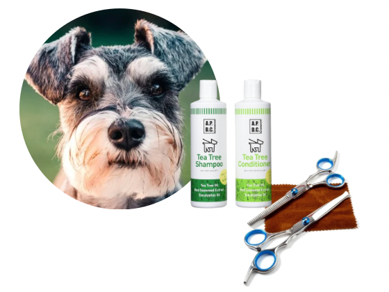 ミニチュアシュナウザー／カットコース（9,200円(税込)〜）