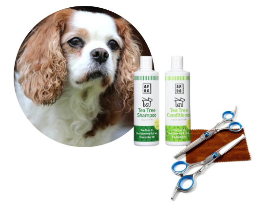 キャバリア／カットコース（8,800円(税込)〜）