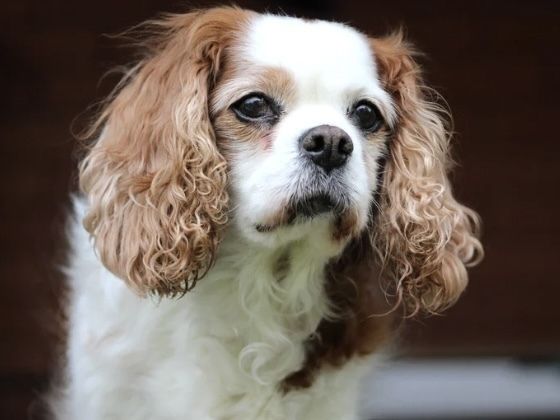 キャバリア／シャンプーコース（6,600円(税込)〜）