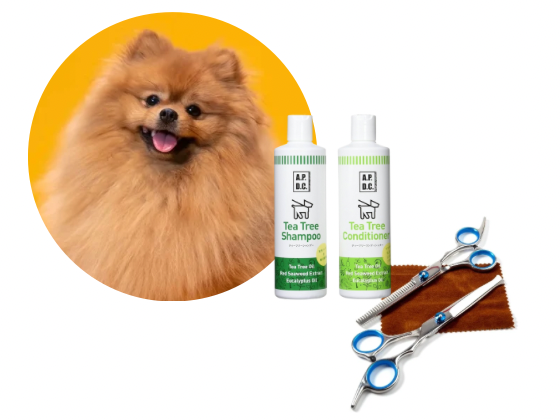 ポメラニアン／カットコース（8,600円(税込)〜）