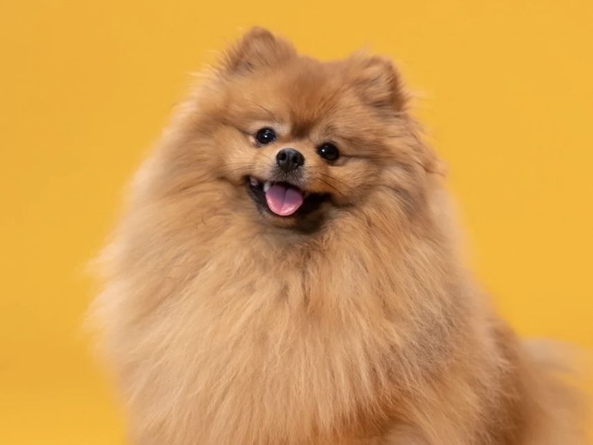 ポメラニアン／シャンプーコース（6,600円(税込)〜）