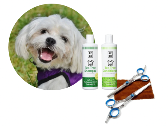 マルチーズ／カットコース（8,500円(税込)〜）