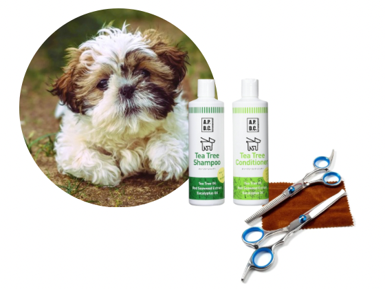 シーズー／カットコース（8,500円(税込)〜）