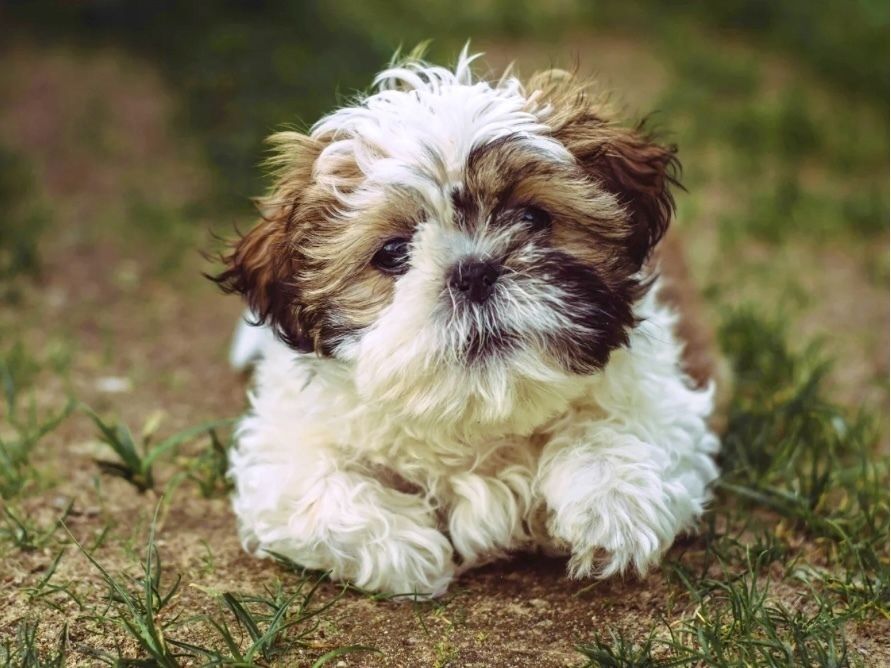 シーズー／シャンプーコース（6,500円(税込)〜）