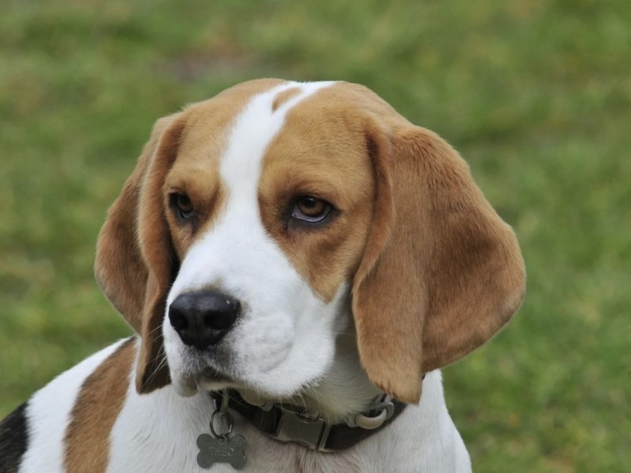 ビーグル／シャンプーコース（6,500円(税込)〜）