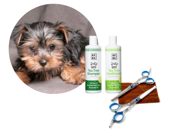 ヨークシャテリア／カットコース（7,800円(税込)〜）