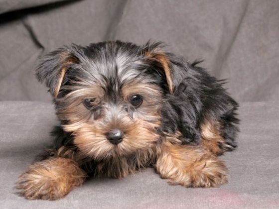 ヨークシャテリア／シャンプーコース（5,800円(税込)〜）