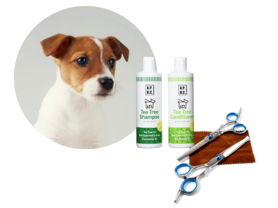 ジャックラッセルテリア／カットコース（7,800円(税込)〜）