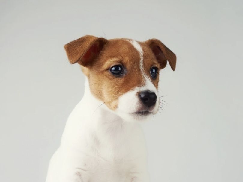 ジャックラッセルテリア／シャンプーコース（5,800円(税込)〜）