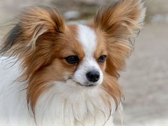 パピヨン／シャンプーコース（5,800円(税込)〜）