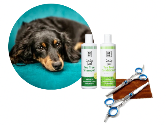 チワワ・ダックス(ロング)／カットコース（6,800円(税込)〜）