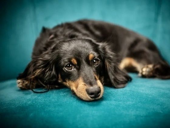 チワワ・ダックス(ロング)／シャンプーコース（5,500円(税込)〜）