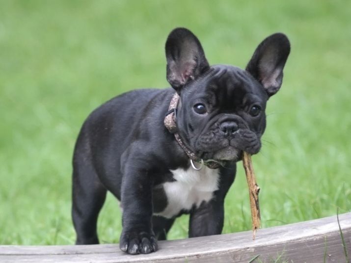 フレンチブルドッグ／シャンプーコース（5,500円(税込)〜）