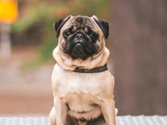 パグ／シャンプーコース（5,500円(税込)〜）