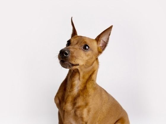 ミニチュアピンシャー／シャンプーコース（4,400円(税込)〜）