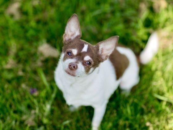 チワワ・ダックス(スムース)／シャンプーコース（4,400円(税込)〜）