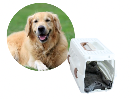 大型犬／一時預り（600円(税込)〜／1H）