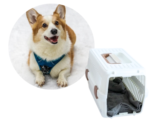 中型犬／一時預り（500円(税込)〜／1H）