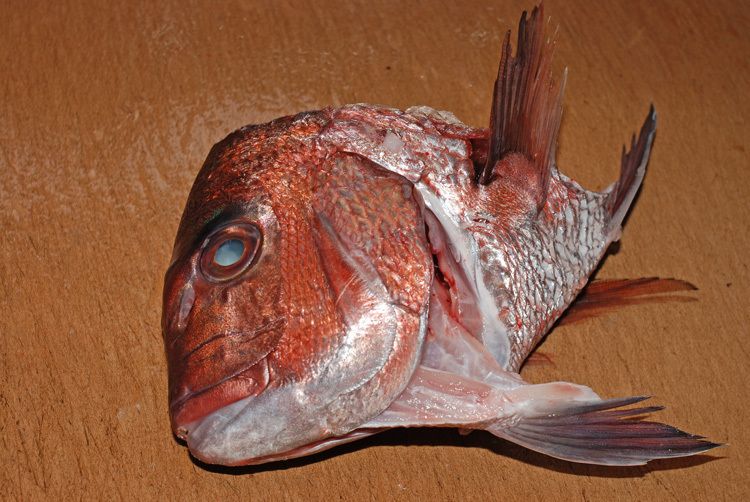 アクアパッツァ〈鯛の兜〉