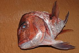 アクアパッツァ〈鯛の兜〉