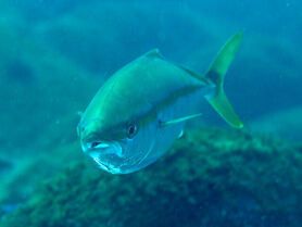 アクアパッツァ〈ワカシ〉