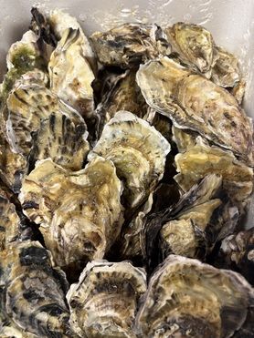 糸島直送！真牡蠣のグラタン