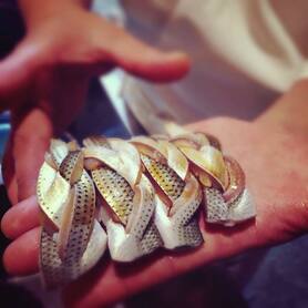 佐賀または江戸前　小肌握り