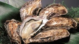 数量限定！！超濃厚でミルキーな播磨産生牡蠣