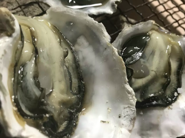 【壱岐】初の牡蠣小屋『カキハウス 内海湾』 で新鮮な牡蠣と日本酒を!