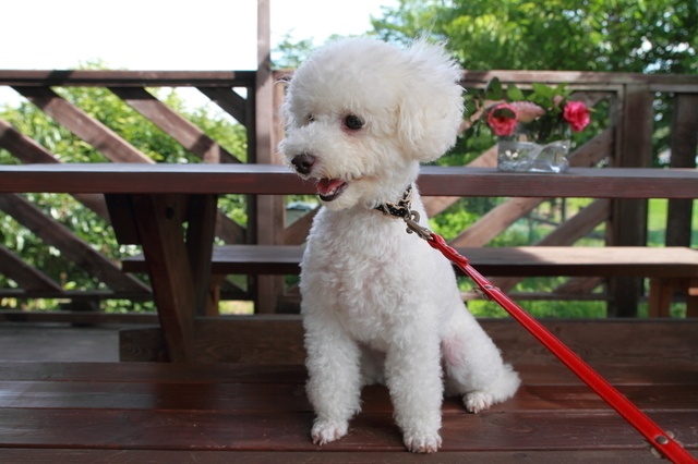 小金井公園から車で15分以内！愛犬と一緒に行けるカフェ5選！徒歩圏内も