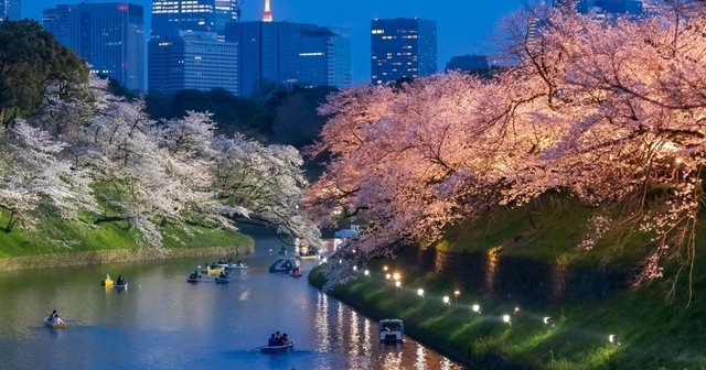 2026年最新版｜都内の夜桜・ライトアップスポット20選！合わせて寄りたい飲食店も紹介